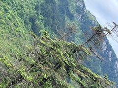 -神农架景区
