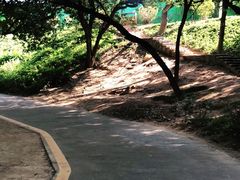 -三水森林公园