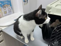 -宠物星动物医院·眼科·异宠·猫科(江南大道总院)