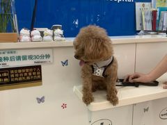 -全心全意连锁动物医院·微创中心·内科急重症·心脏专科(丰管路店)