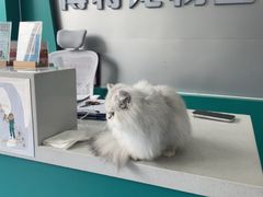 -博特宠物医院24h犬猫全科.骨科·异宠