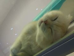 -喵的天空名猫咖啡馆·撸猫·猫舍·用品