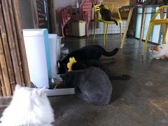 -喵屿·大理花园猫咖