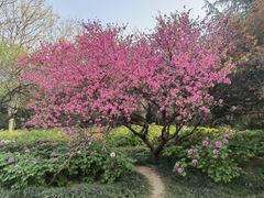 -洛阳市隋唐城遗址植物园