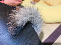 -逗柴咖啡屋·狗咖猫咖宠物桌游