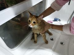 -十年猫舍·猫咪专门店(普陀店)