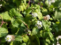 -香颂咖啡(华德中心广场店)