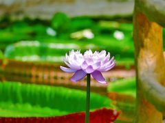 -国家植物园南园