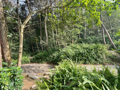 -铁山坪森林公园