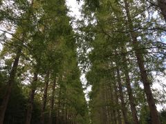 -黄海国家森林公园