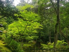 -西芳寺(苔寺)