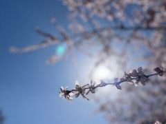 -北京西山国家森林公园