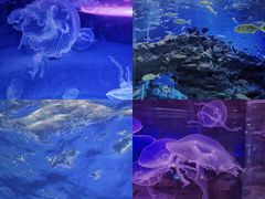 -海合安成都极地海洋公园