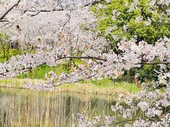 -顾村公园