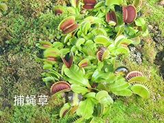 -国家植物园南园