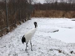 -钏路市丹顶鹤自然公园