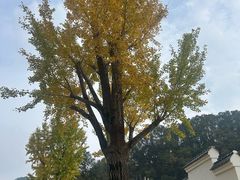 -千年银杏谷文化旅游区