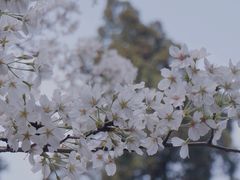 -武汉大学-樱园