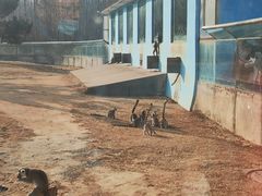 -秦皇岛野生动物园