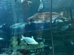 -长春中泰海洋世界