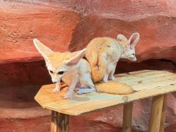 -Zoolung Zoolung动物主题公园(海信广场店)