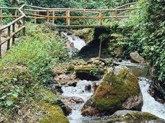 -莫里热带雨林景区