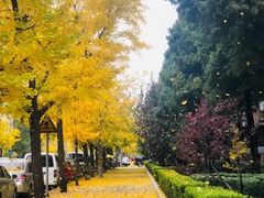 -三里屯东五街银杏大道