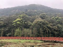 -广州市石门国家森林公园