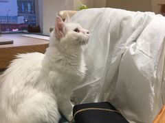 -藏猫猫咖啡主题馆(中央大道店)