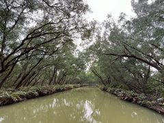 -大湾区中央湿地公园