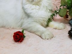 -十年猫舍·猫咪专门店(普陀店)