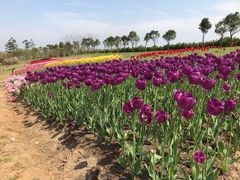 -杭州湾海上花田景区