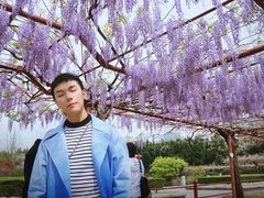 -嘉定紫藤园