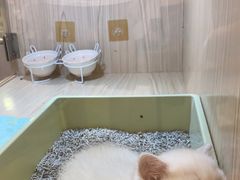 -屋虎猫馆(宝安大仟里店)