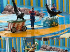 -海合安成都极地海洋公园