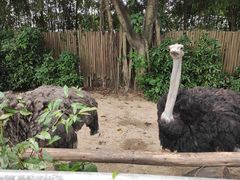 -广州长隆飞鸟乐园