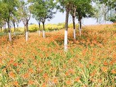 -天津东丽湖风景区