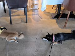 -百好乐宠物友好餐厅(朝外大街店)