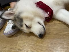 -Husky Go! 哈士奇体验馆·宠物咖啡厅狗咖