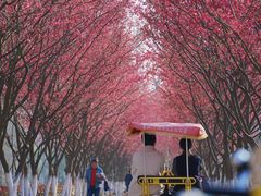 -合肥滨湖国家森林公园