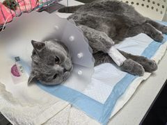 -达爱动物医院·犬猫分区·CT·复杂眼科(远洋山水分院)