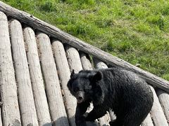 -黑瞎子岛探秘野熊园
