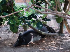 -海南热带野生动植物园