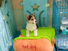 -翊宠yipet猫狗购宠庄园犬舍•猫舍