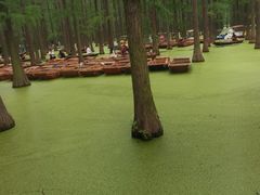 -渌洋湖湿地公园