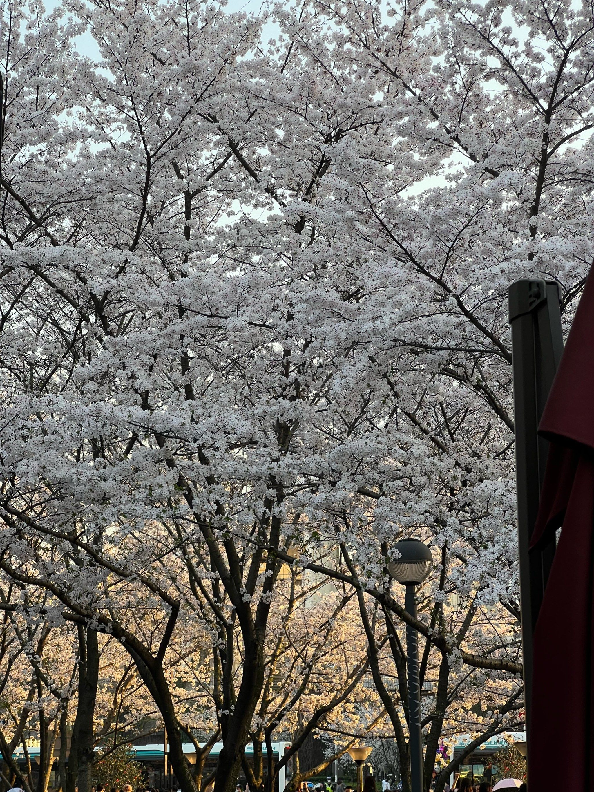 夕阳下的虹口足球场樱花也很美