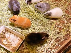 -藦茜花园宠物主题亲子互动体验馆(国顺东路店)