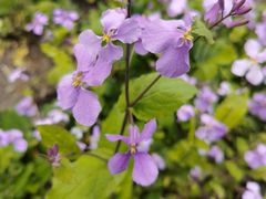 -哈根达斯(大悦城店)