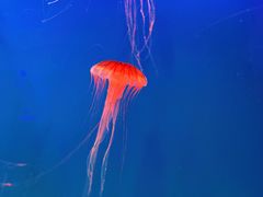 -芜湖新华联大白鲸海洋公园