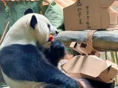 -灵玲国际马戏城